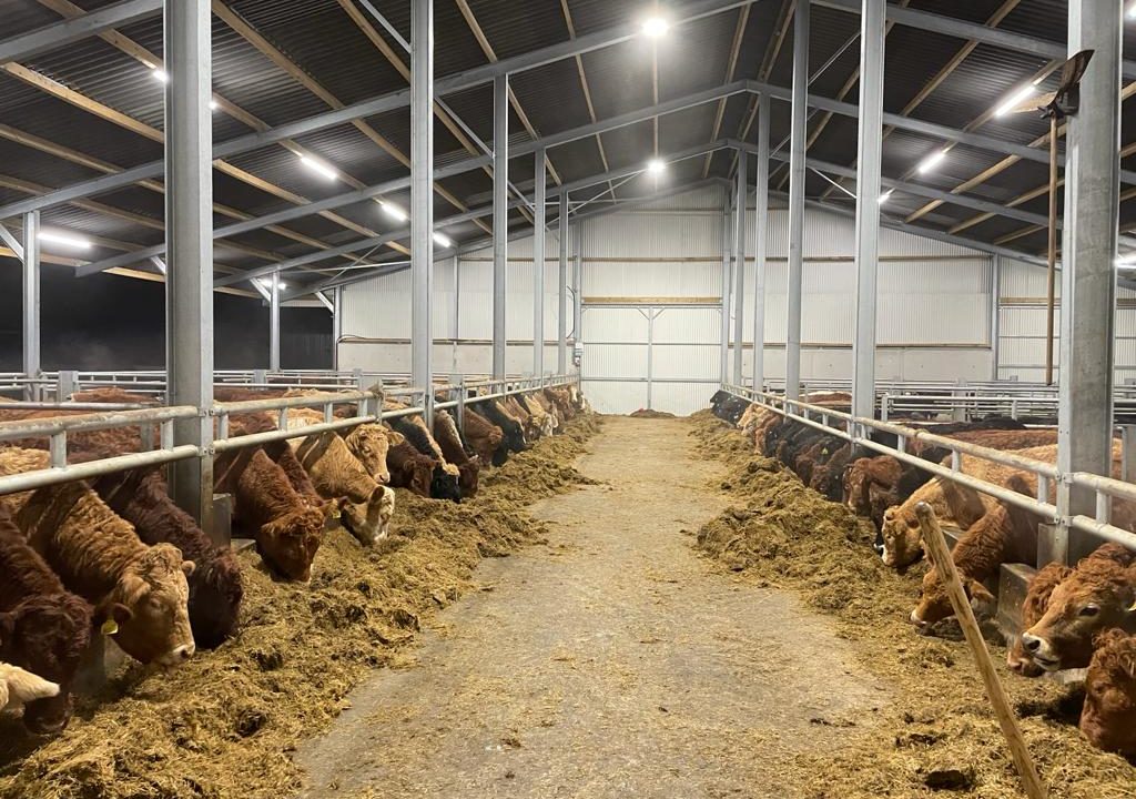 Voice of the Factory: How are winter beef finishers doing?