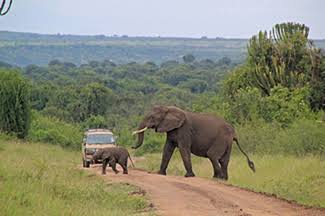 Museveni asserts Uganda's tourism industry is resilient despite global shocks