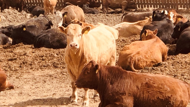 Prairie Cattle Marketing Report Shows More Cattle Moving to Market – OkotoksOnline.com